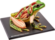 4d Master Vision Anatomi Modeli - Kurbağa Maketler