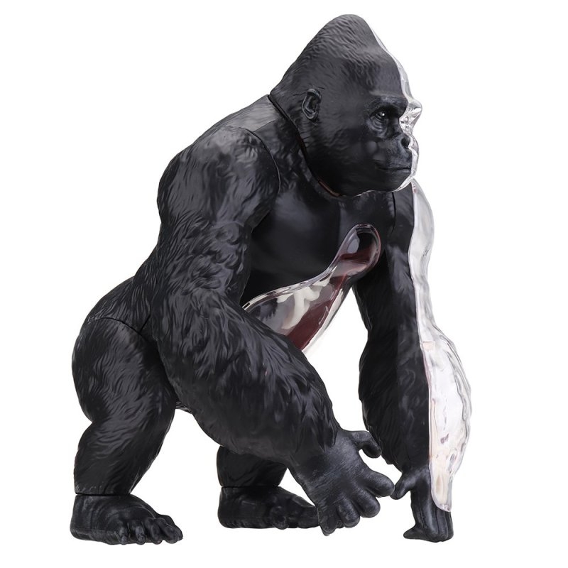 4d Master Vision Anatomi Modeli - Goril