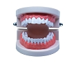 Diş Modeli Anatomisi