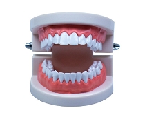 Diş Modeli Anatomisi