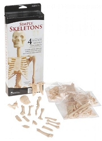 Basit İskelet Modeli - Simply Skeletons LER3333