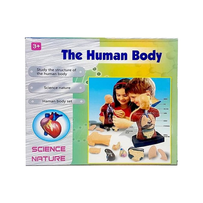 İnsan Vücudu 24 Cm