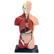İnsan Vücudu (27cm) Human Torso Maketler
